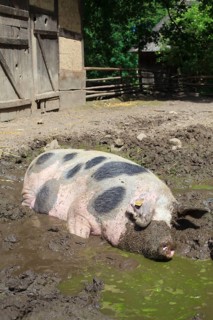 Bunte Bentheimer pig