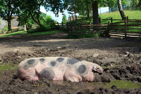 Bunte Bentheimer pig