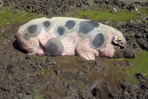Bunte Bentheimer pig