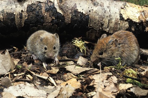 Myodes glareolus