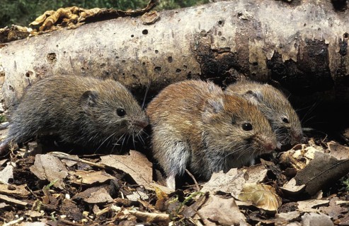 Myodes glareolus