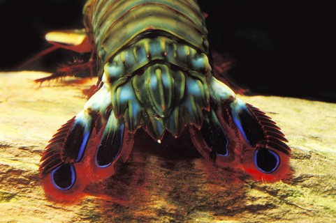 Clown mantis shrimp