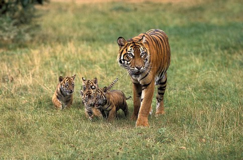 Sumatrae