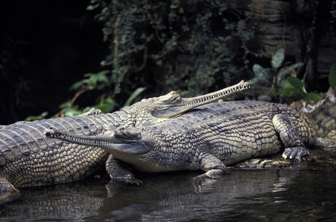 Gavial or Charial (gavialis gangeticus)