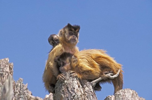 Black Capped Capuchin (cebus apella)