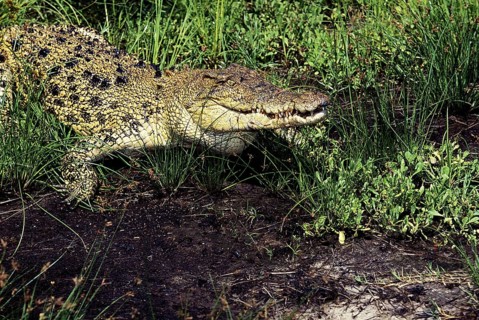 Australian Saltwater Crocodile (crocodylus porosus) or Estuarine Crocodile