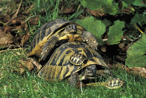 Hermann's Tortoise (testudo hermanni)