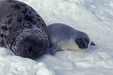 Hooded Seal (cystophora cristata)