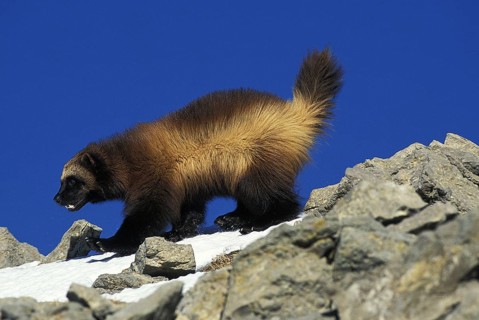 North American Wolverine (gulo gulo) luscus