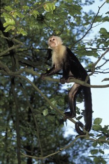 White Headed Capuchin (cebus capucinus)