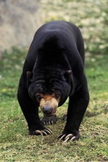 Malayan Sun Bear (helarctos malayanus)