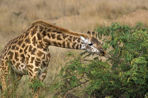 Masai Giraffe (giraffa camelopardalis tippelskirchi)