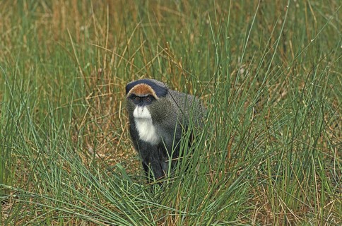 De Brazza's Monkey (cercopithecus neglectus)