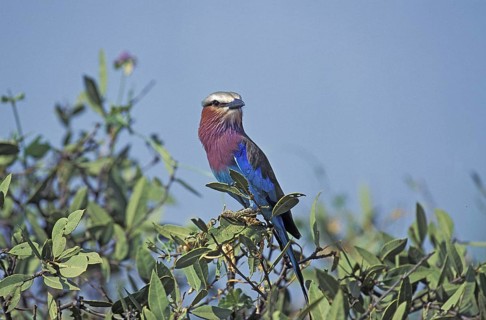 Lilac Breasted Roller (coracias caudata)