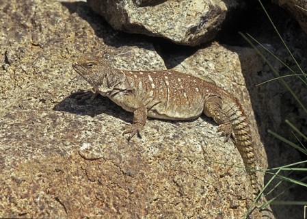 Uromastyx yemenensis