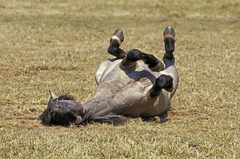 Tarpan Horse (equus caballus) gmelini