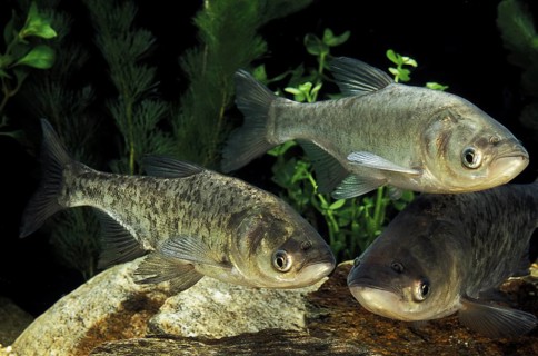 Silver Carp (hypophthalmichthys molitrix)