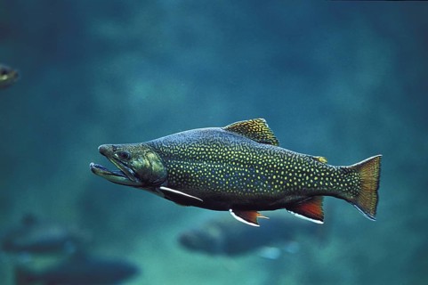 Brook Trout (salvelinus fontinalis)