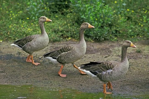 Greylag Goose (anser anser)
