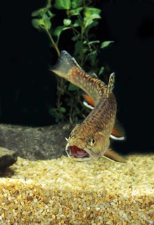 Brook Trout (salvelinus fontinalis)