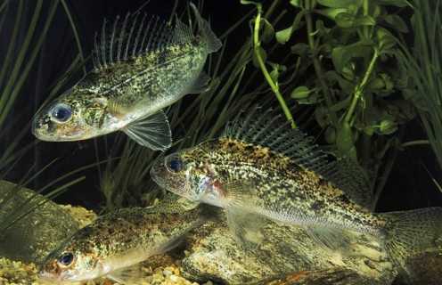 Ruffe (gymnocephalus cernua)