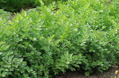 Lovage (levisticum officinale)