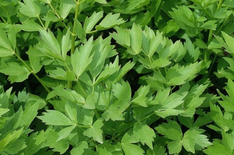 Lovage (levisticum officinale)