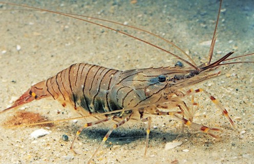 Common Prawn (palaemon) serratus