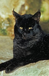 Jungle Cat (felis chaus)