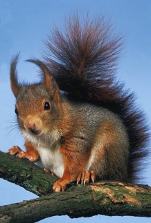 Red Squirrel (sciurus vulgaris)
