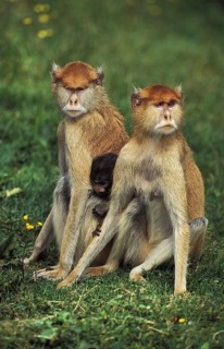 Patas Monkey (erythrocebus patas)