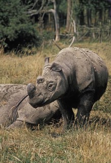 Sumatran Rhinoceros (dicerorhinus sumatrensis)