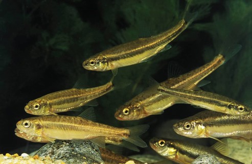Minnow (phoxinus phoxinus)