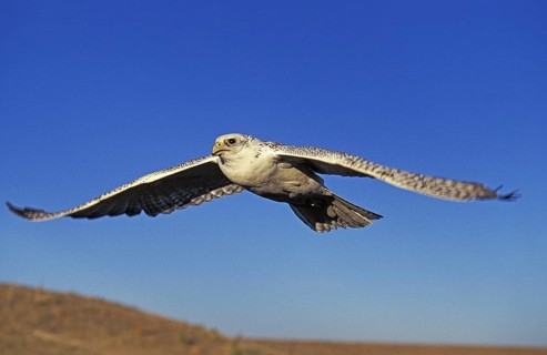 Gyrfalcon (falco rusticolus)