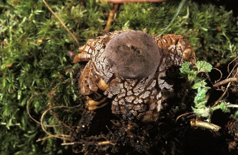 Mushroom (geastrum) fornicatum