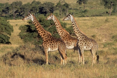 Masai Giraffe (giraffa camelopardalis tippelskirchi)