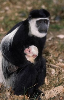Black and White Colombus Monkey (colobus guereza)