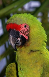 Great Green Macaw (ara ambigua) or Buffon's Macaw
