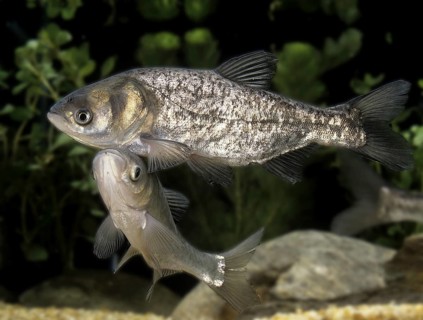 Silver Carp (hypophthalmichthys molitrix)