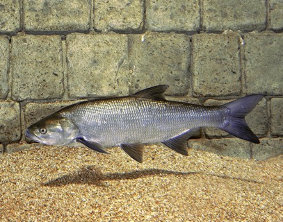 Asp (aspius aspius)