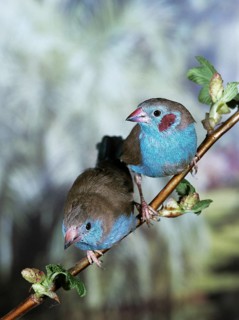 Red-Cheeked Cordon Bleu (uraeginthus bengalus)
