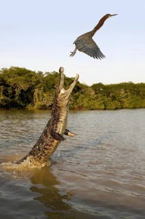 Spectacled Caiman (caiman crocodilus)