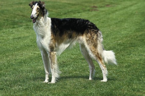 Borzoi or Russian Wolfhound