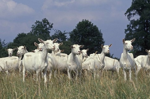 Saanen domestic goat