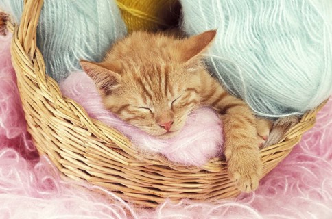 Red tabby European domestic cat