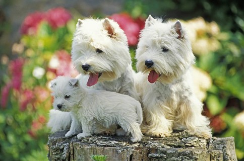 West Highland White Terrier