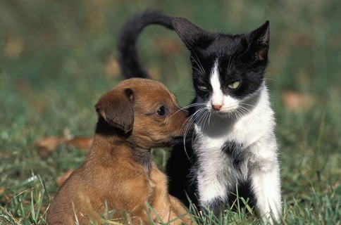 Puppy and kitten on grass