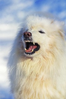 Samoyed dog