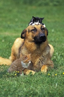 German shepherd dog