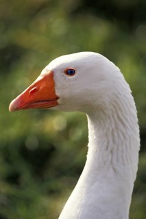 House Goose